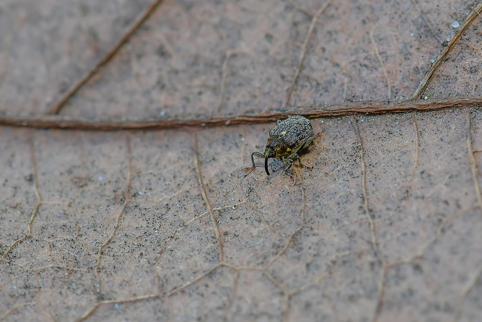 Ceutorhynchus pallidactylus - szőrös repce-ceutormányos