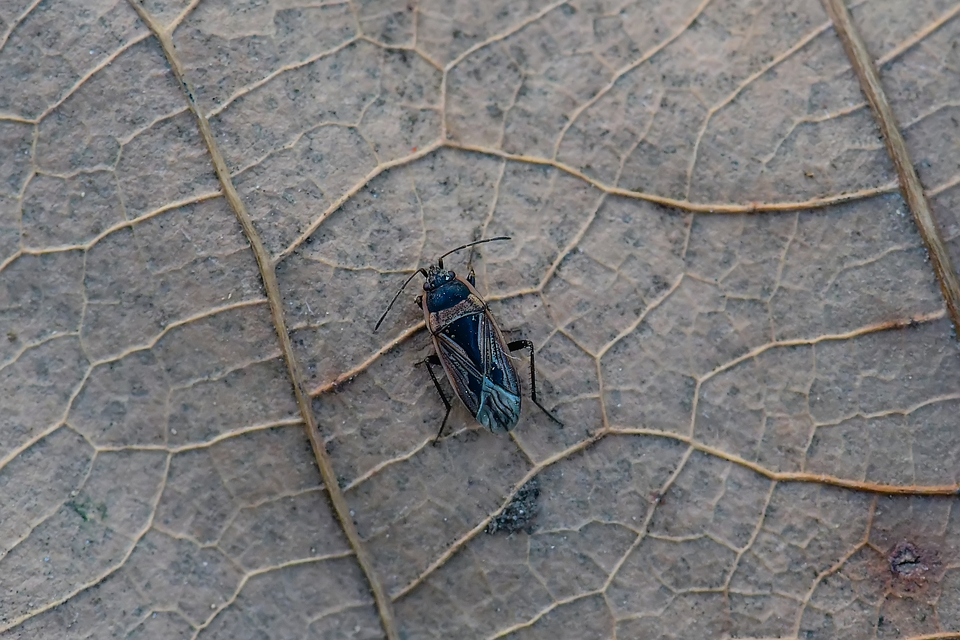 Xanthochilus quadratus - szegélyes díszesbodobács