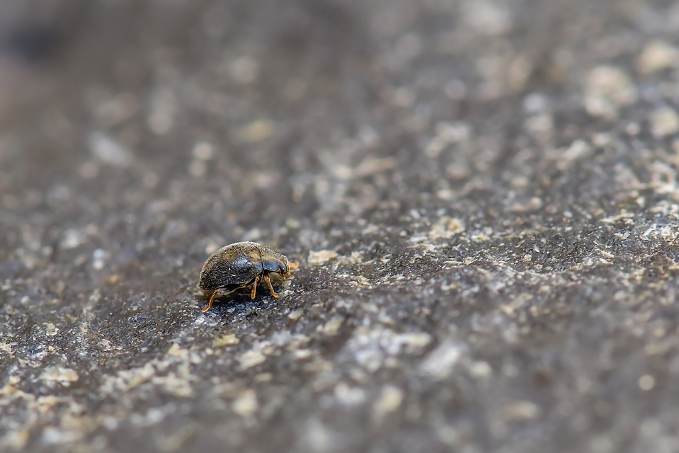 Scymninae