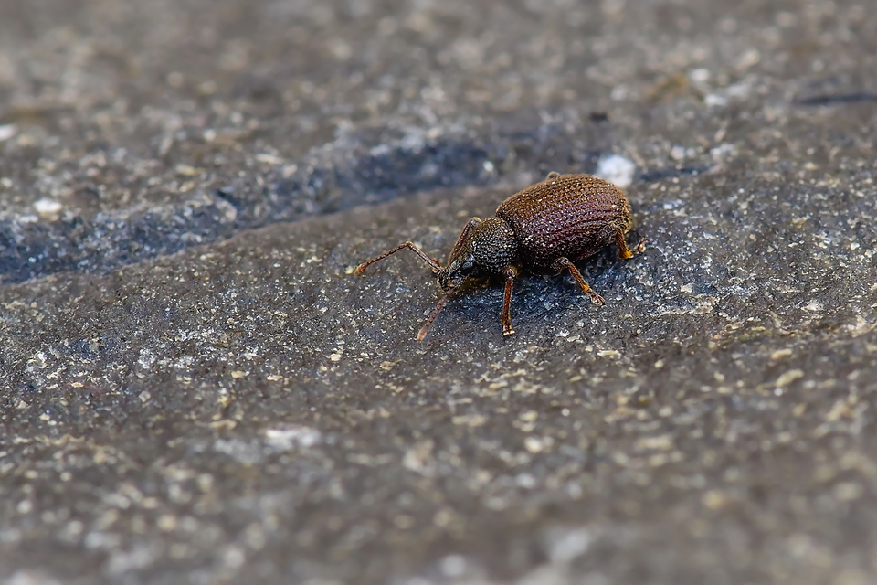 Otiorhynchus rugosostriatus - szamóca-gyalogormányos