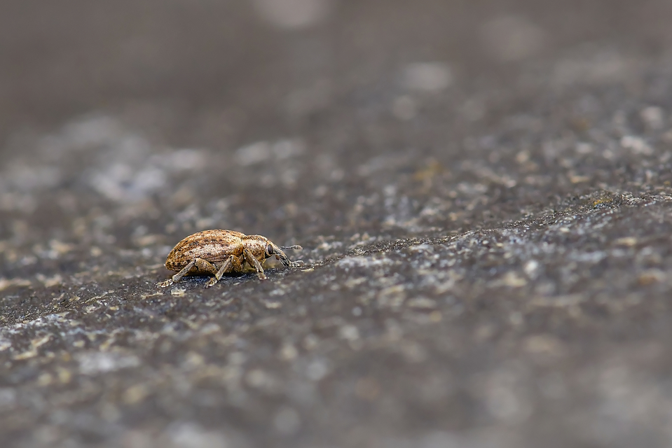 Hypera viciae - bükköny-pikkelyesormányos Hypera viciae - bükköny-pikkelyesormányos