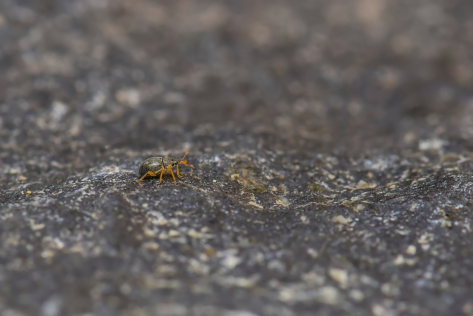 Pseudapion Pseudapion