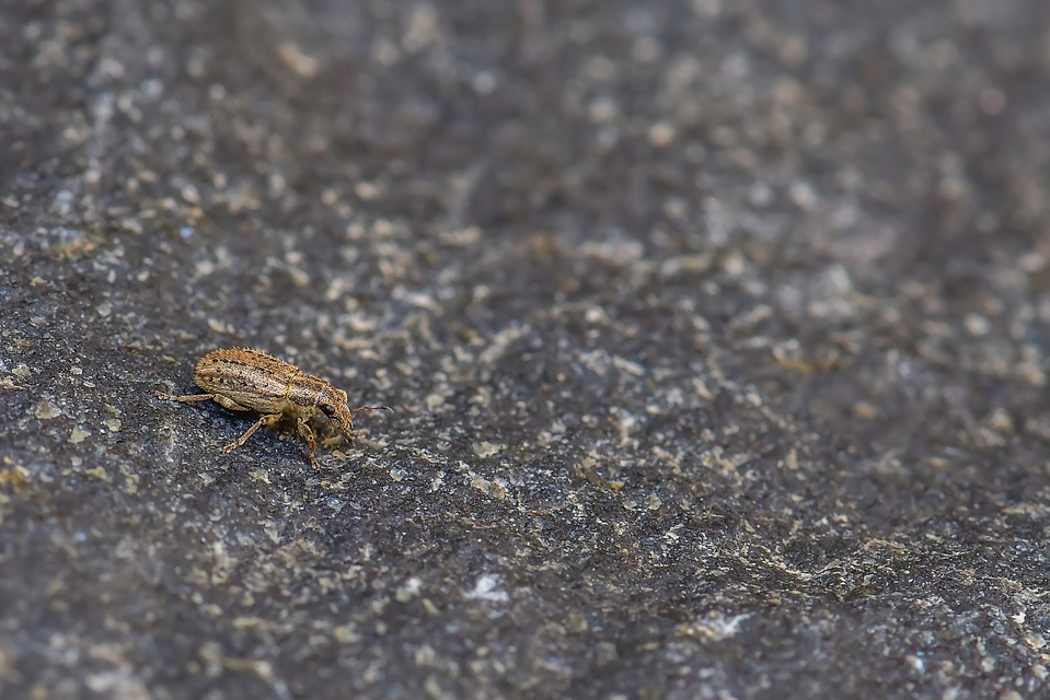 Sitona macularius - borsó-csipkézőbogár