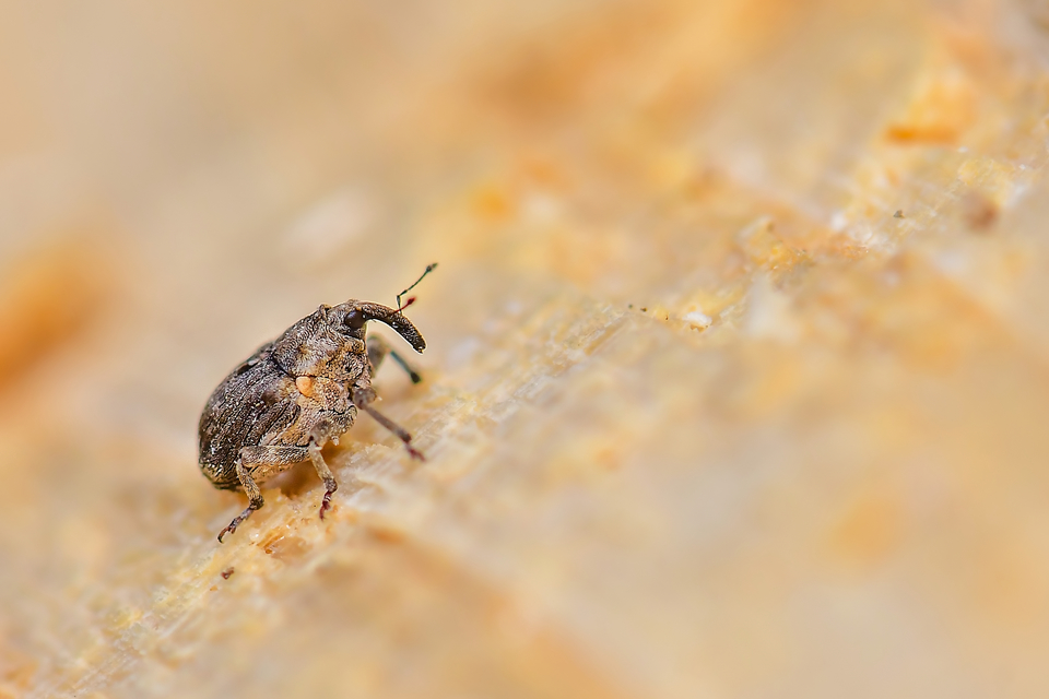 Stenocarus cardui - pipacsgyökér-ormányos