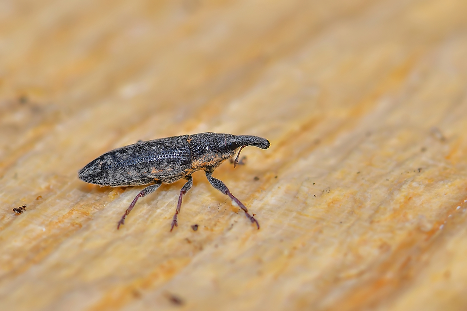Lixus subtilis - disznóparéj-dudvabarkó