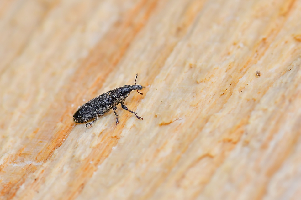 Lixus subtilis - disznóparéj-dudvabarkó