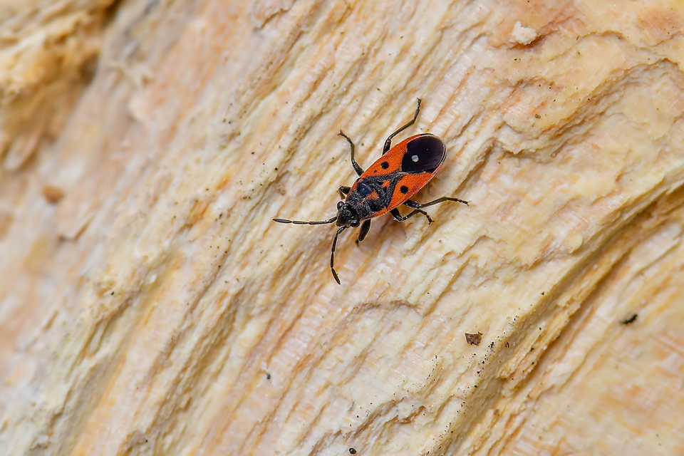 Melanocoryphus tristrami