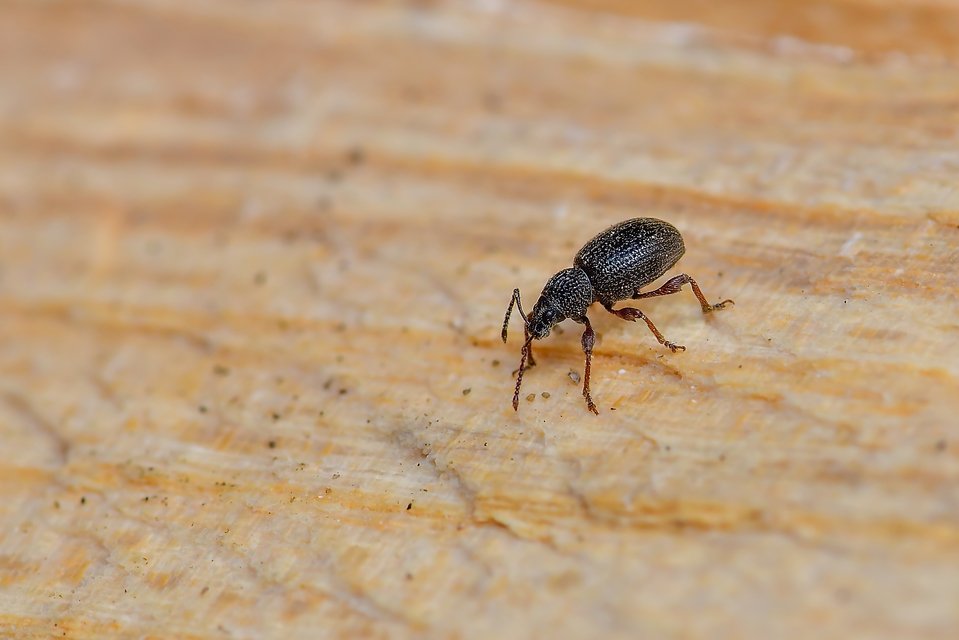 Otiorhynchus ovatus - apró gyalogormányos