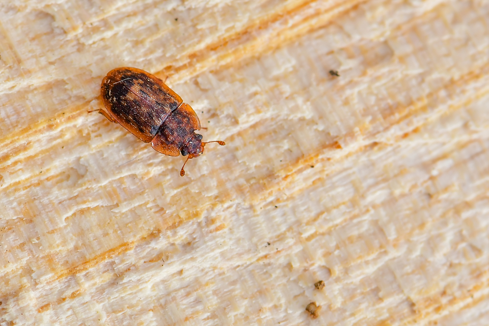 Soronia grisea - pettyegetett fénybogár