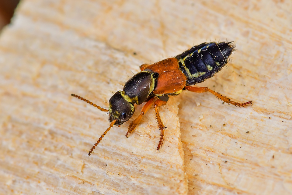 Staphylinus caesareus - aranysujtásos holyva