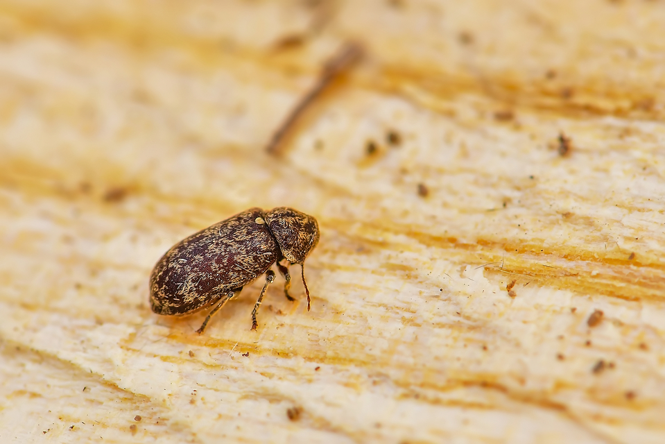 Xestobium rufovillosum - nagy álszú