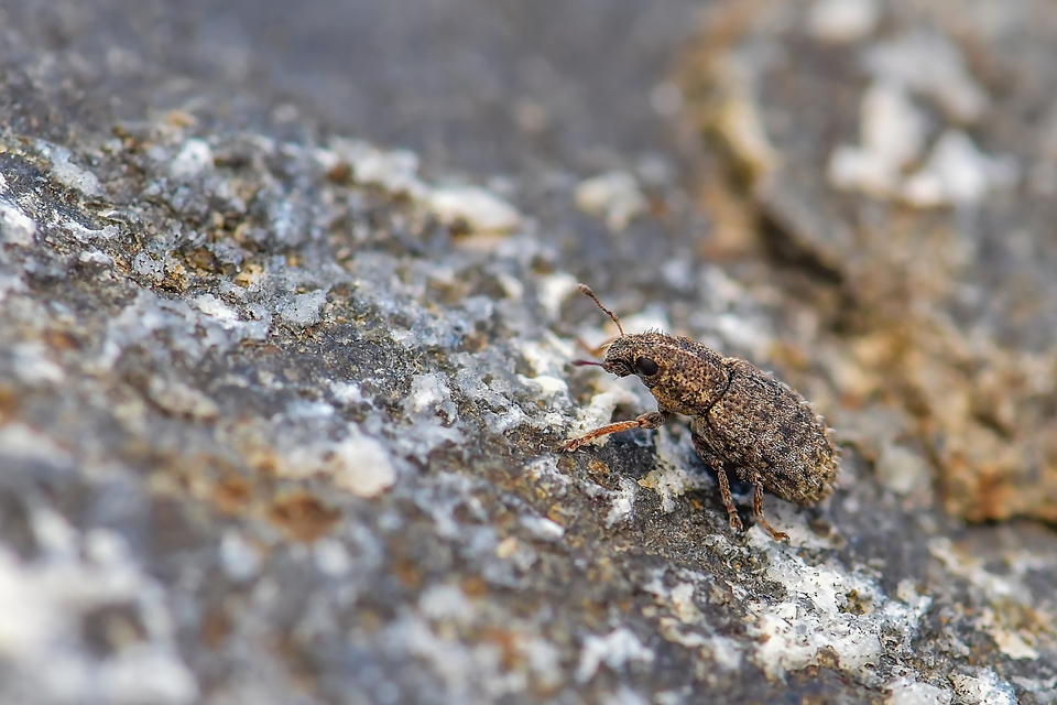 Sitona hispidulus - szőrös csipkézőbogár