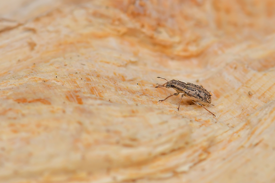 Sitona macularius - borsó-csipkézőbogár