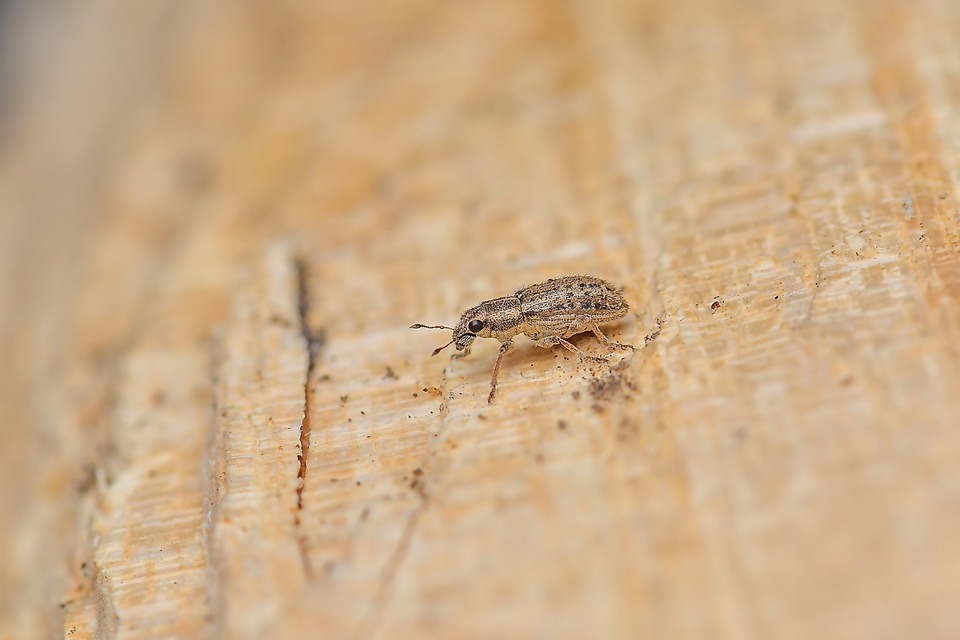 Sitona macularius - borsó-csipkézőbogár