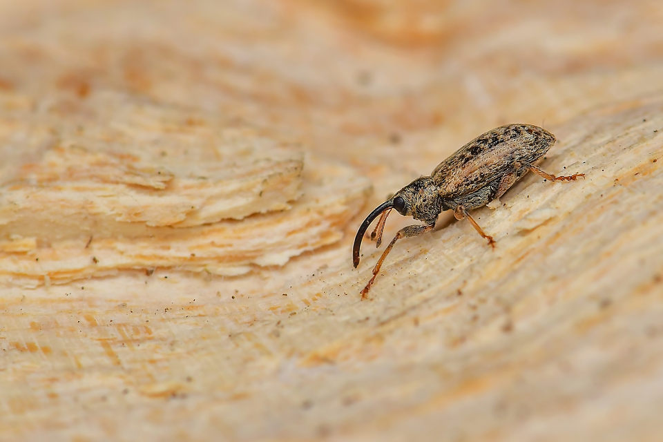 Dorytomus longimanus - kétalakú hangormányos