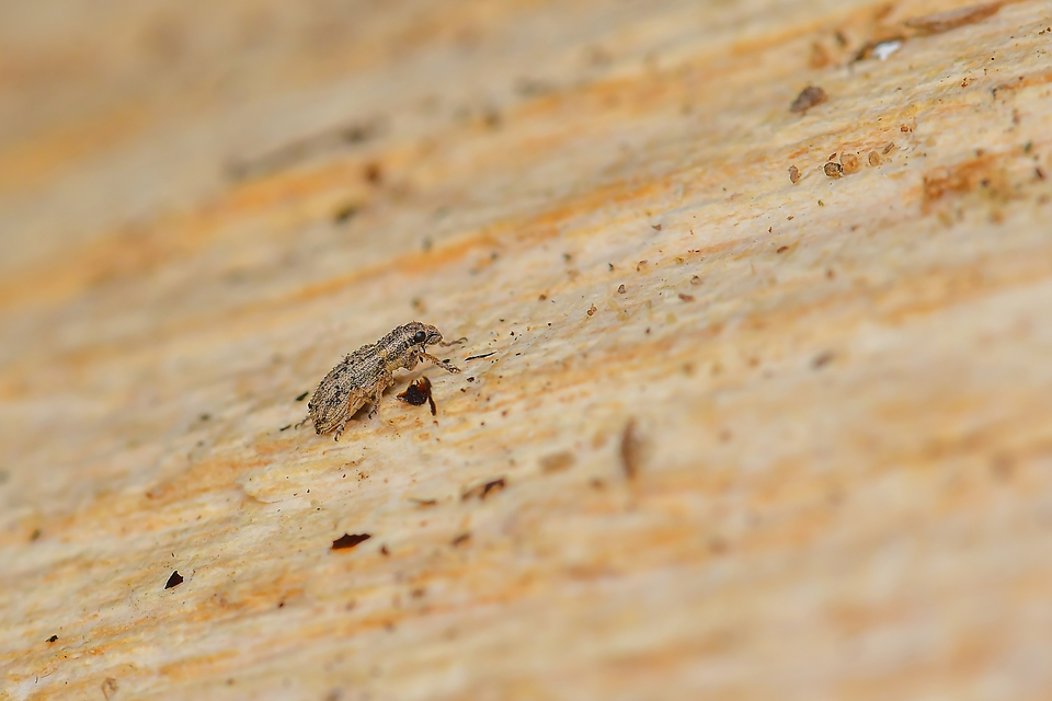 Sitona macularius - borsó-csipkézőbogár