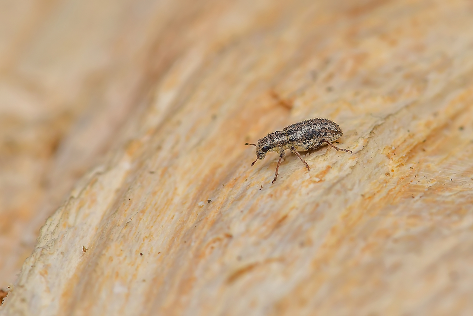Sitona macularius - borsó-csipkézőbogár