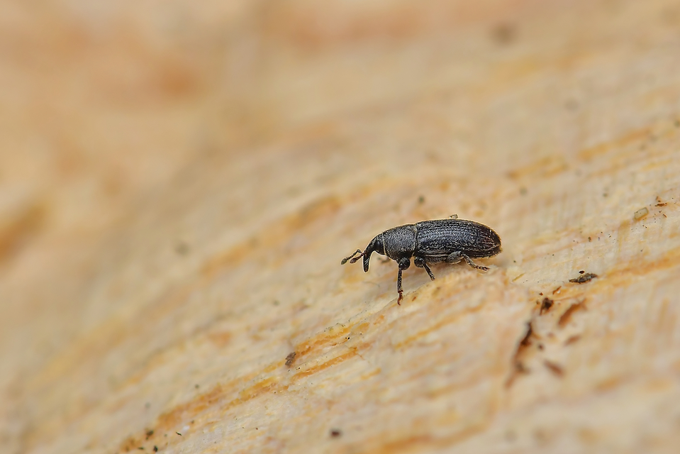 Mecinus pyraster - szélesnyakú útifűormányos