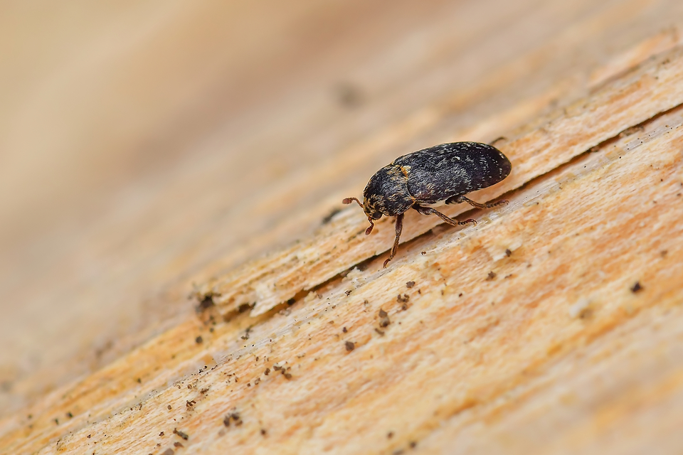 Dermestes gyllenhalii - ártéri porva Dermestes gyllenhalii - ártéri porva