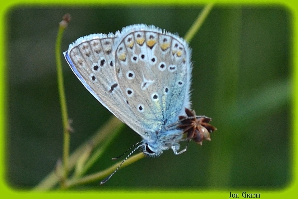 Polyommatus icarus - közönséges boglárka