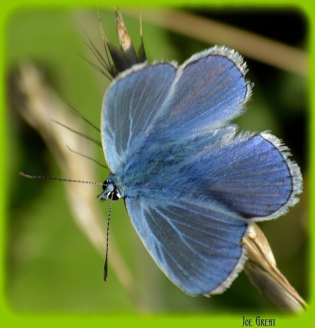 Polyommatus icarus - közönséges boglárka