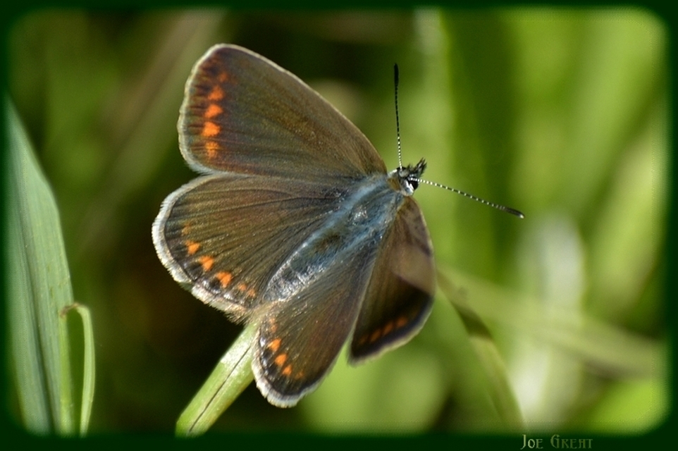 Polyommatus icarus - közönséges boglárka