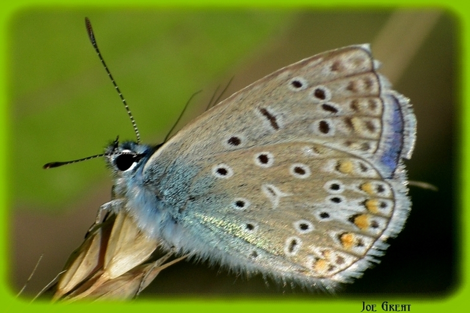 Polyommatus icarus - közönséges boglárka