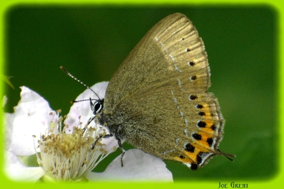 Satyrium pruni - szilvafa-csücsköslepke