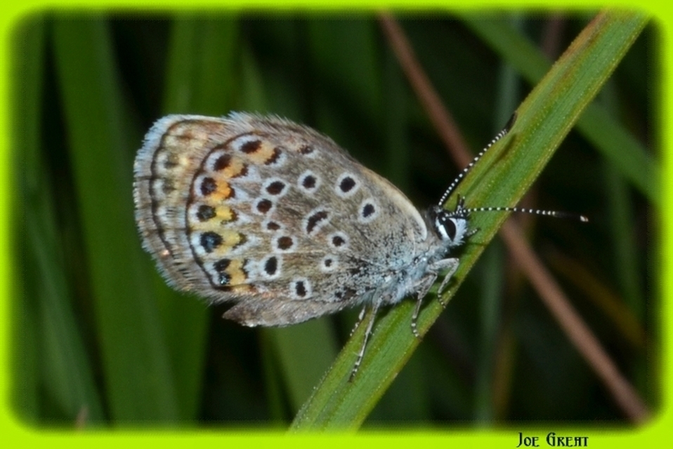 Plebejus argus - ezüstös boglárka