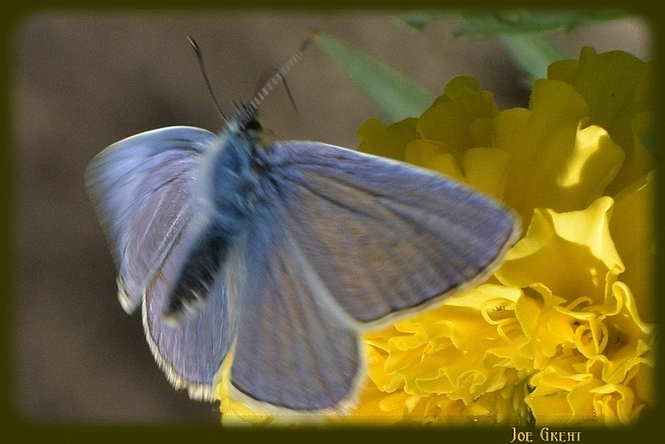 Polyommatus icarus - közönséges boglárka