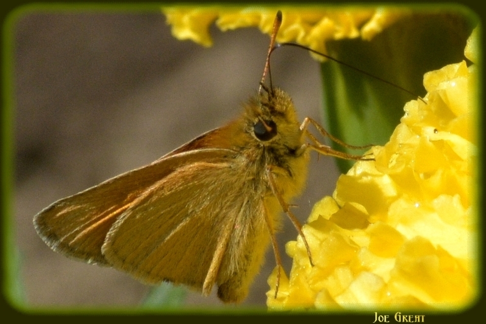 Thymelicus lineola - vonalas busalepke