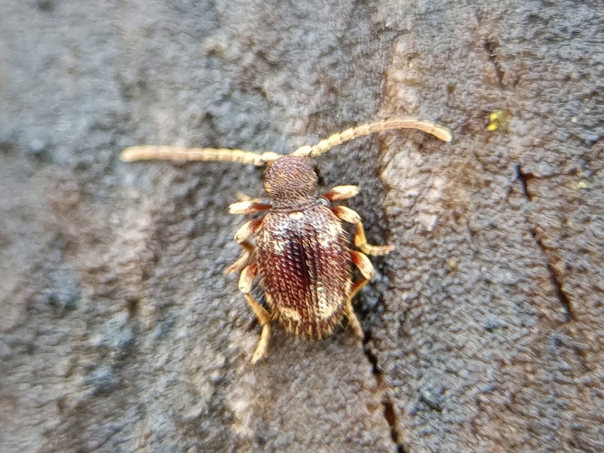 Ptinus calcaratus - krétaszőrű tolvajbogár