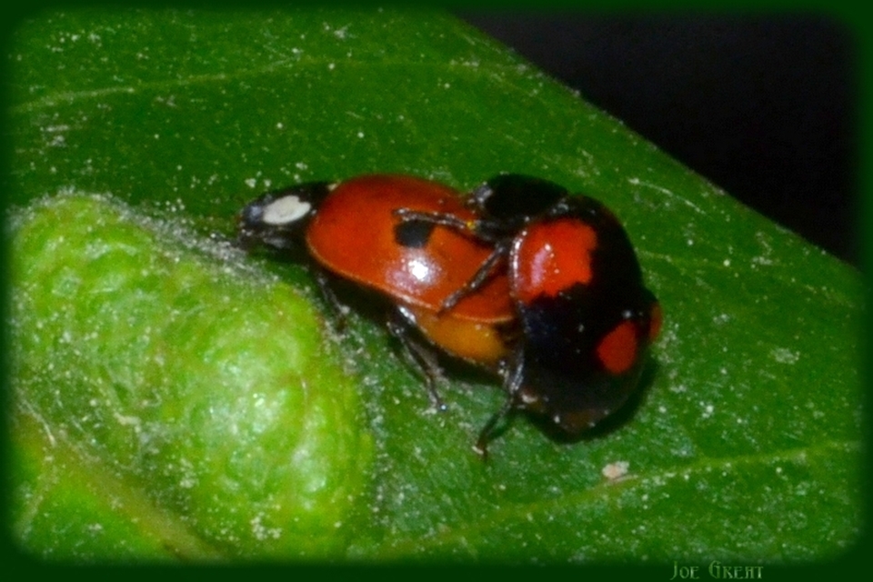 Adalia bipunctata - kétpettyes katica