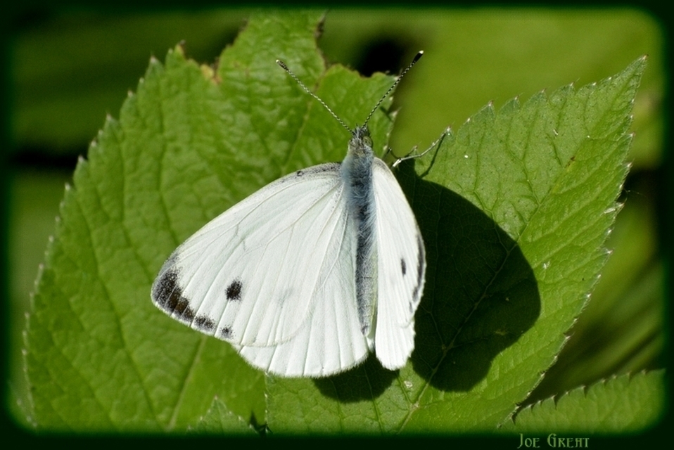 Pieris napi - repcelepke