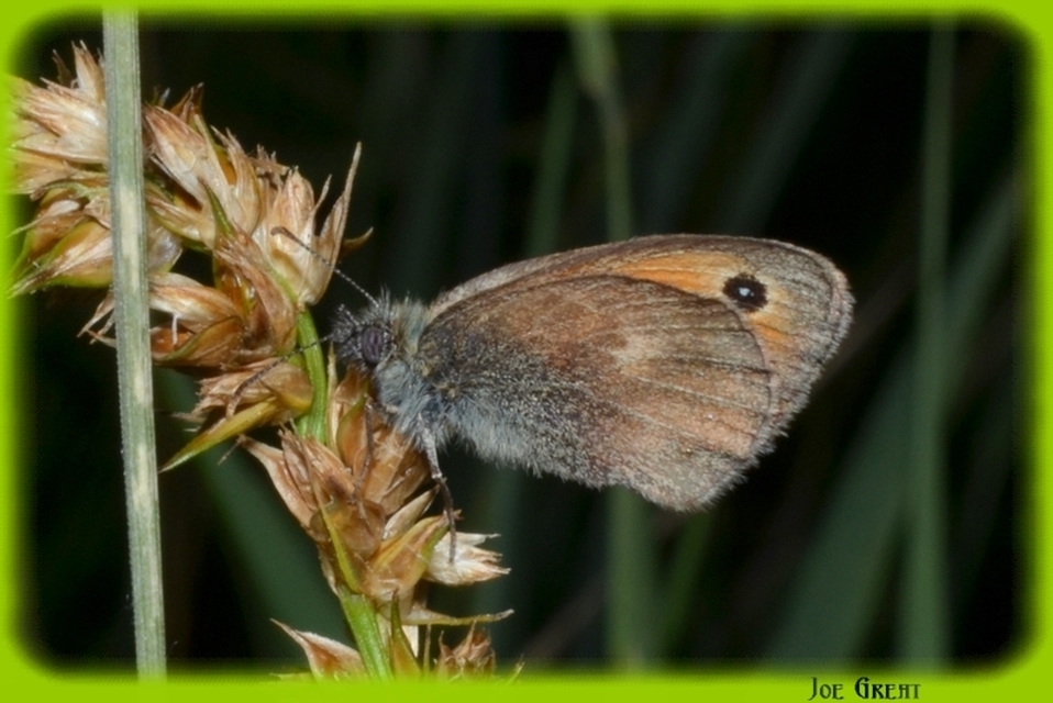 Coenonympha pamphilus - kis szénalepke
