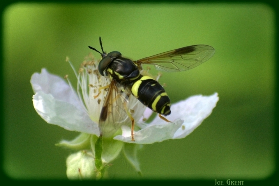 Chrysotoxum bicinctum - kétpántos öveslégy