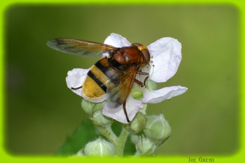 Volucella zonaria - kétöves pihelégy Volucella zonaria - kétöves pihelégy