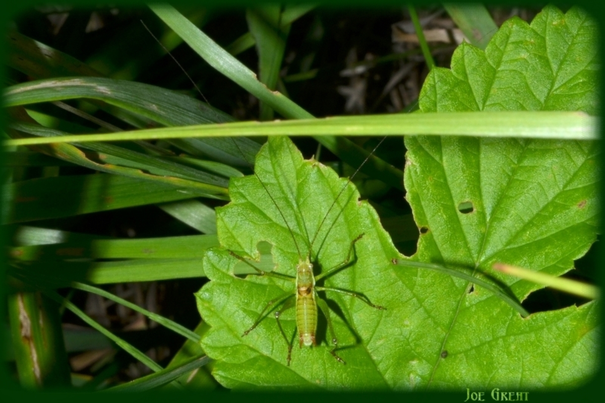 Leptophyes discoidalis - erdélyi virágszöcske