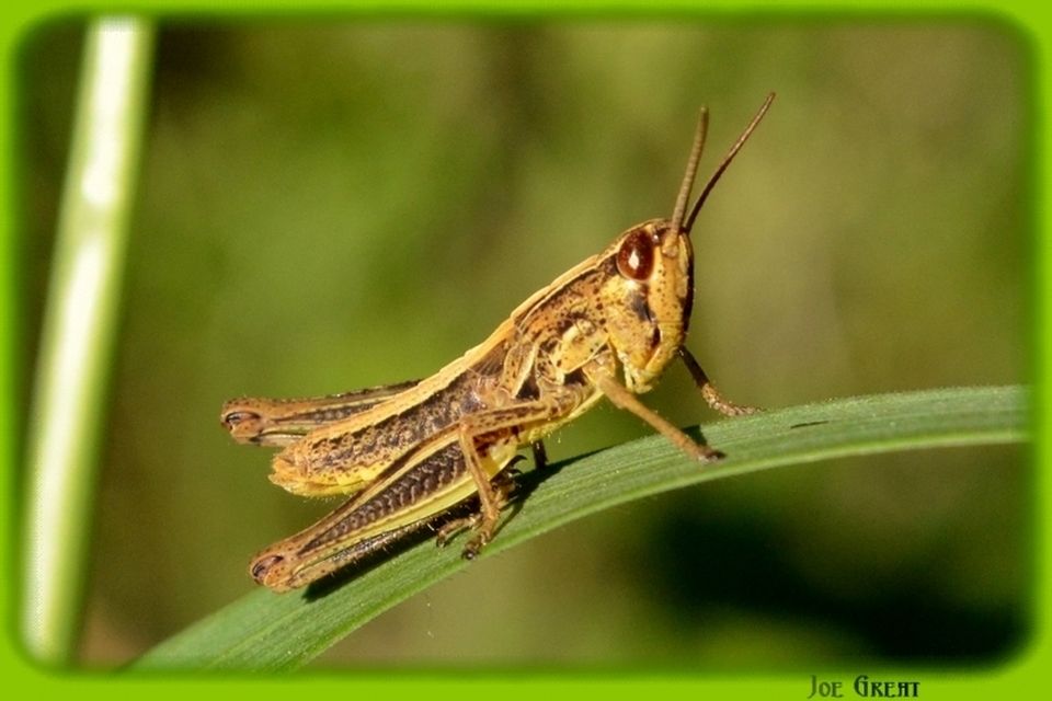 Pseudochorthippus parallelus - közönséges rétisáska