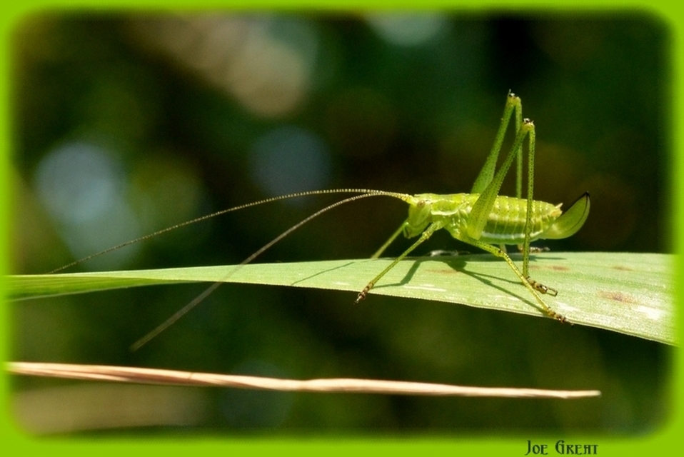 Leptophyes albovittata - közönséges virágszöcske