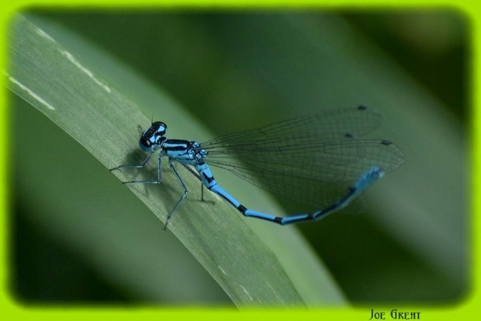 Coenagrion puella - azúrkék légivadász
