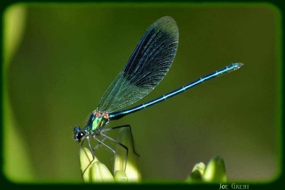 Calopteryx splendens - sávos szitakötő