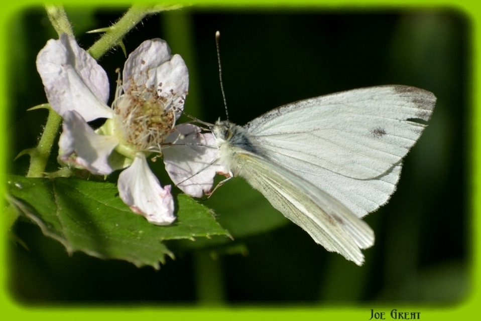 Pieris napi - repcelepke