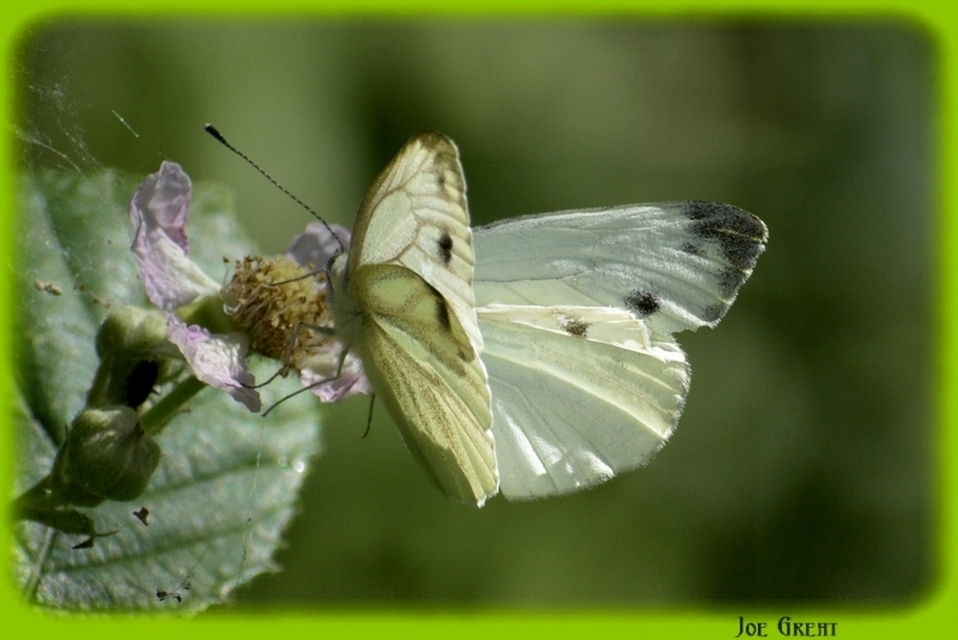 Pieris napi - repcelepke