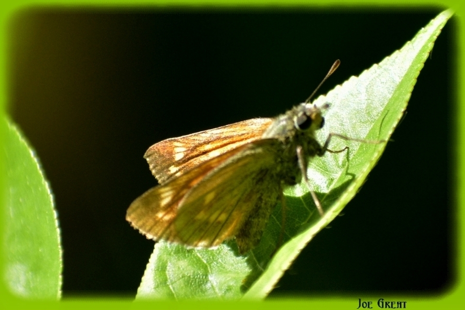 Ochlodes sylvanus - erdei busalepke