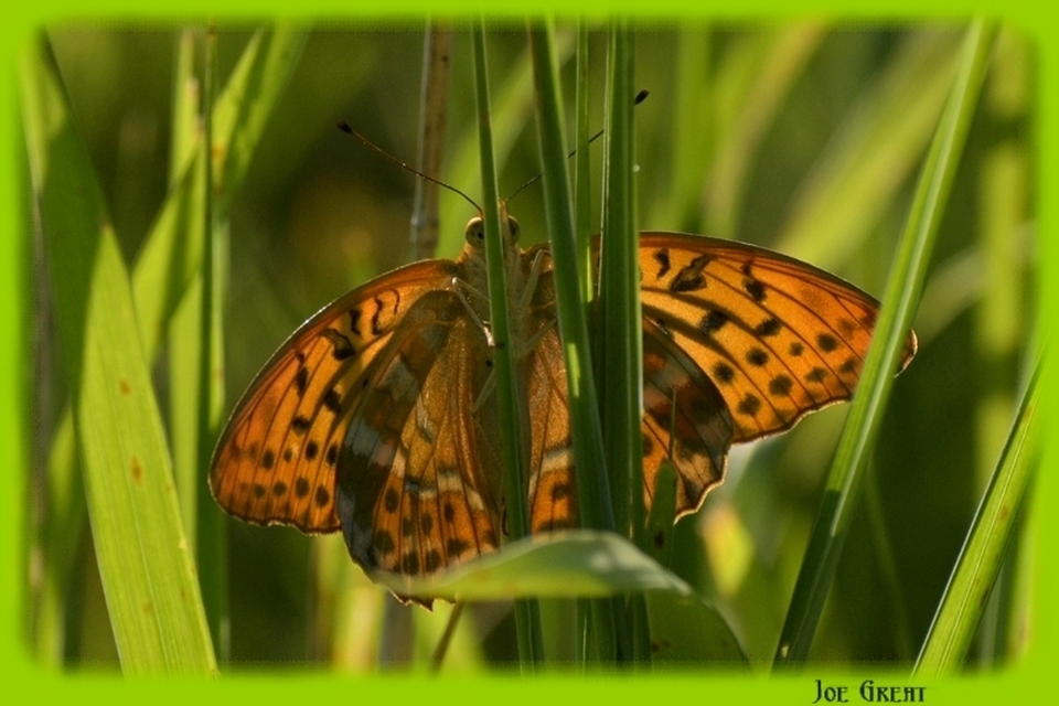 Argynnis paphia - nagy gyöngyházlepke