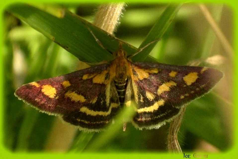Pyrausta purpuralis - közönséges bíbormoly