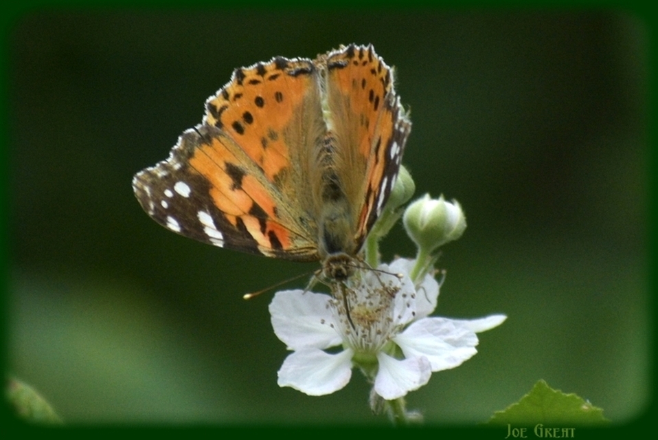 Vanessa cardui - bogáncslepke