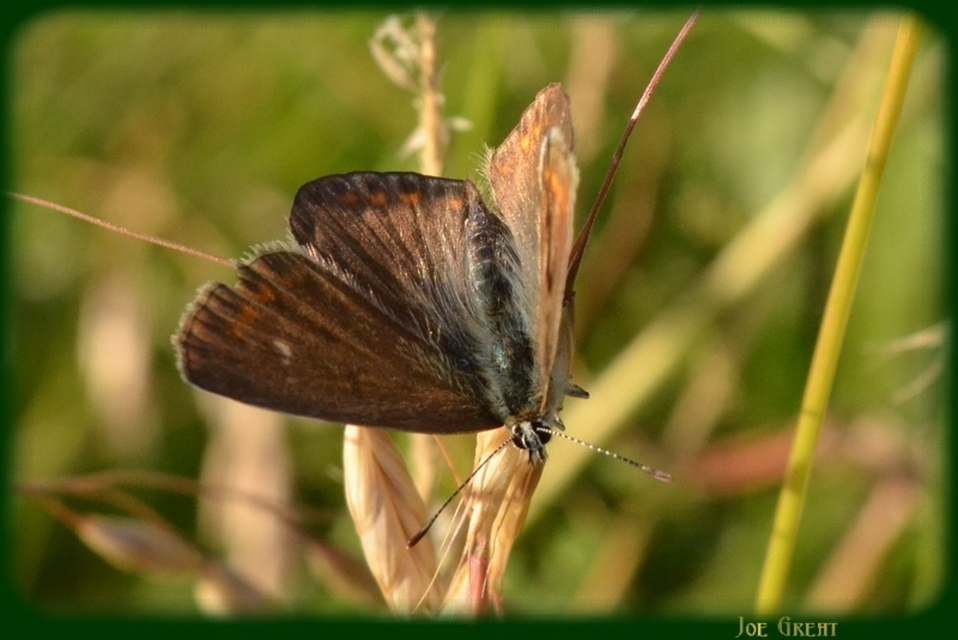 Polyommatus icarus - közönséges boglárka