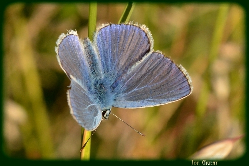 Polyommatus icarus - közönséges boglárka